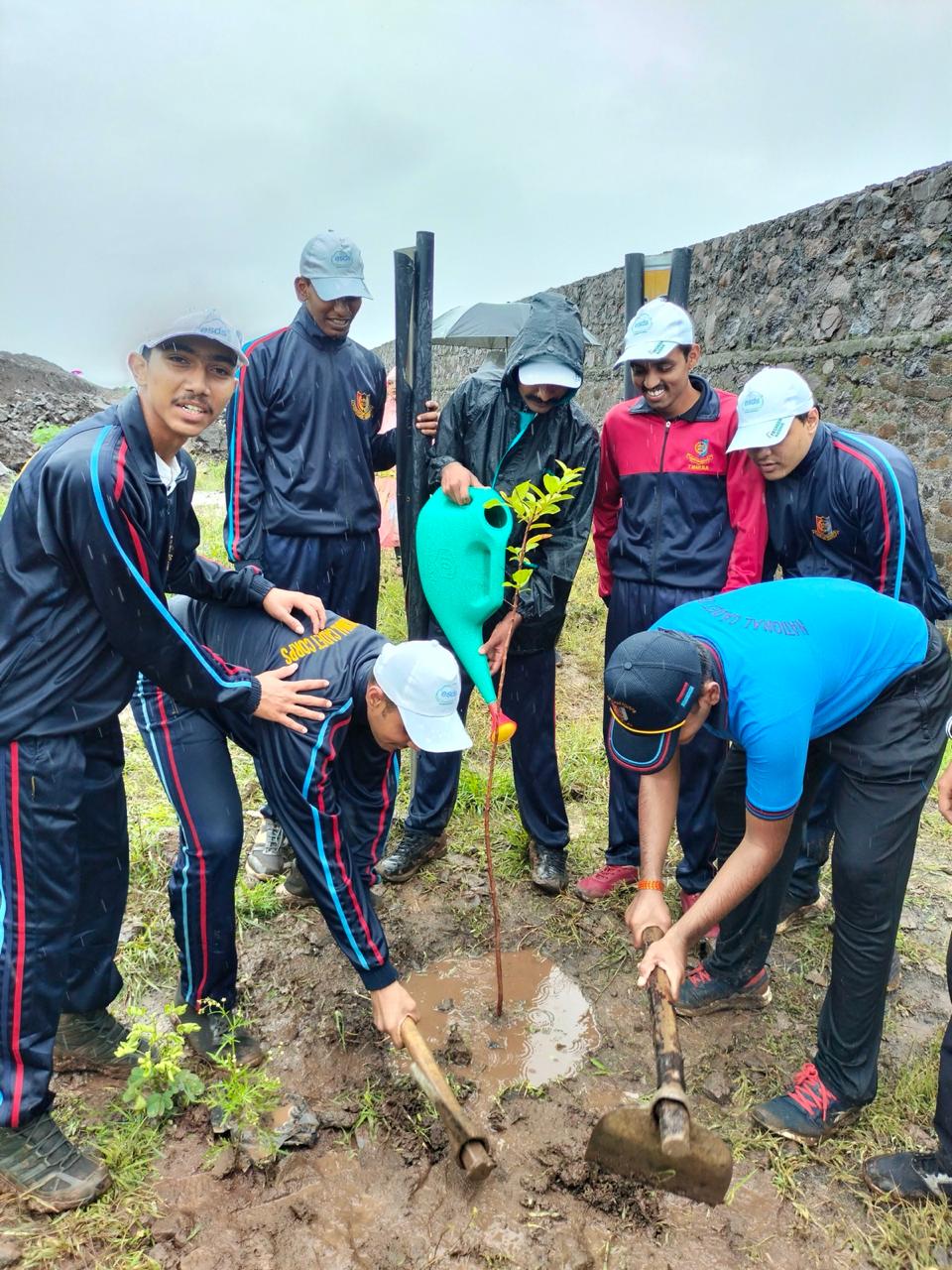 Tree Plantation 6